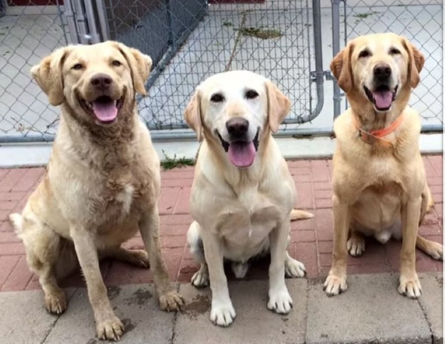 Boarding and Day Camp