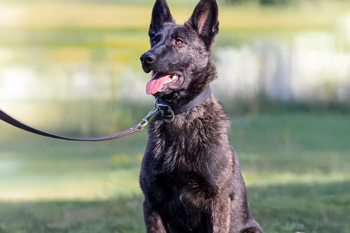 All Around K9 - Obedience 