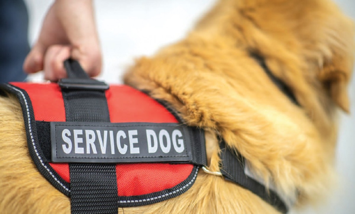 Service Dog Training
