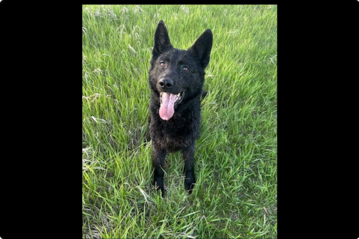 DAGGER - Seeking Approved Retirement Home