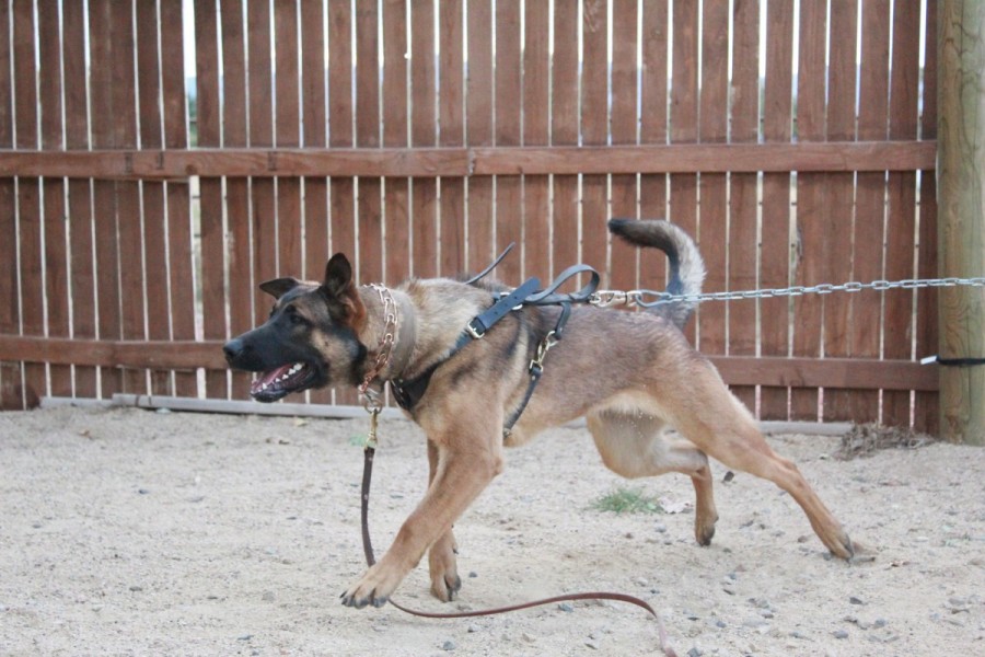 All Around K-9 All Around K-9