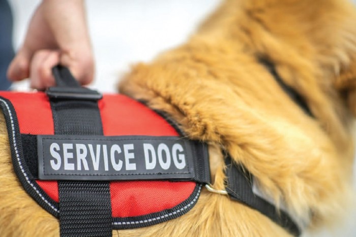 Service Dog Training