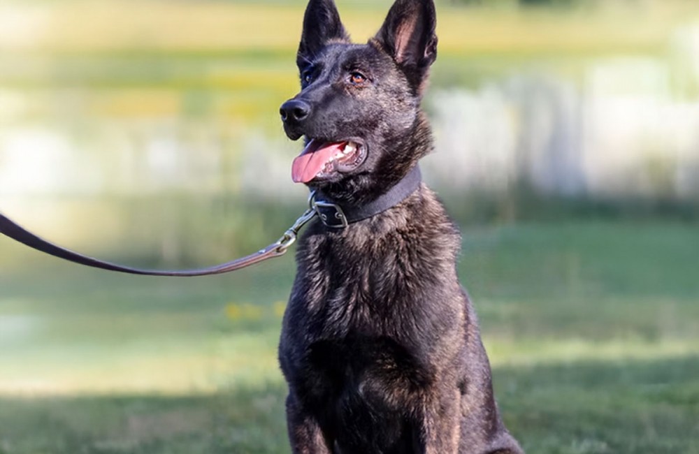 All Around K9 - Obedience 